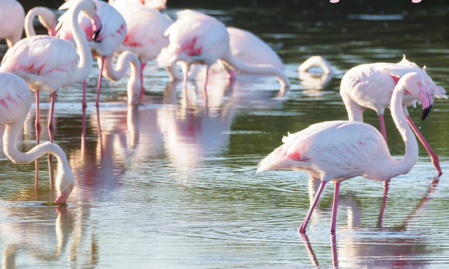 Flamingo-Gehege im Vogelpark